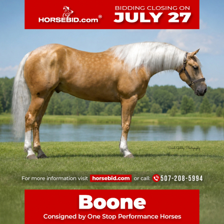 HorseID: 2247455 CQH TRR Boon - PhotoID: 1028035