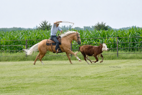 HorseID: 2247455 CQH TRR Boon - PhotoID: 1045892