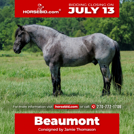HorseID: 2247456 Beaumont - PhotoID: 1042249