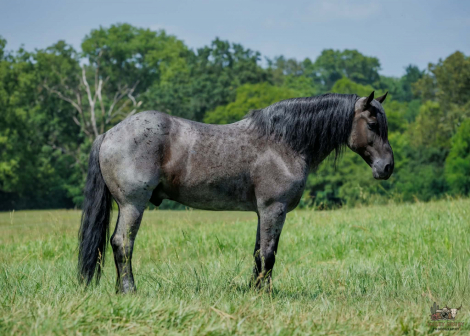 HorseID: 2247456 Beaumont - PhotoID: 1045880