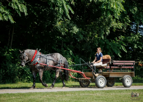 HorseID: 2247456 Beaumont - PhotoID: 1045881