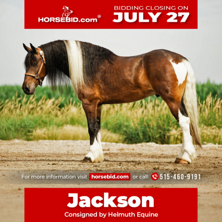 HorseID: 2247457 Jackson - PhotoID: 1042237