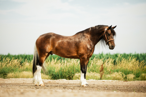 HorseID: 2247457 Jackson - PhotoID: 1045874