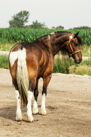 HorseID: 2247457 Jackson - PhotoID: 1045875