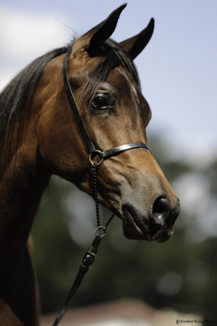 HorseID: 2249576 KR Shakar - PhotoID: 1080259