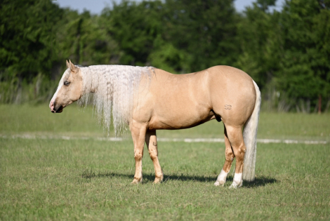 HorseID: 2249907 Pep’s lucky Buck - PhotoID: 1045908