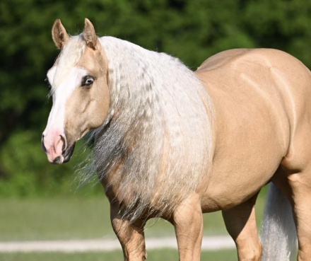 HorseID: 2249907 Pep’s lucky Buck - PhotoID: 1045909