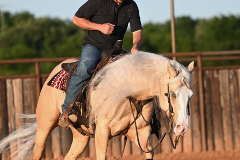 HorseID: 2249907 Pep’s lucky Buck - PhotoID: 1081214