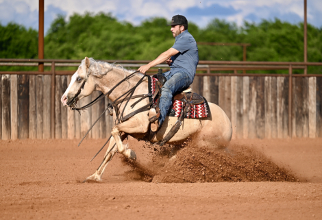 HorseID: 2249907 Pep’s lucky Buck - PhotoID: 1081215