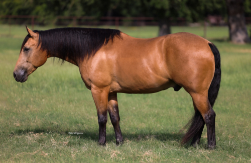 HorseID: 2249907 Pep’s lucky Buck - PhotoID: 1045909