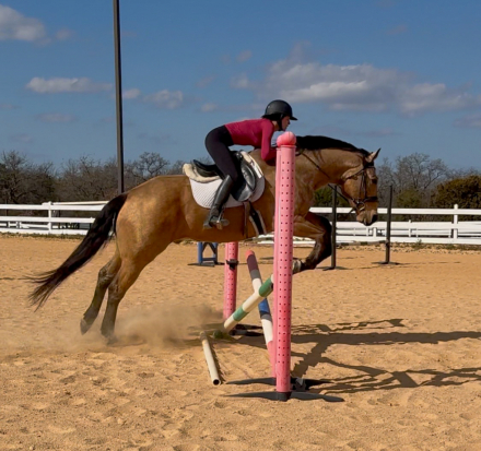 HorseID: 2249907 Pep’s lucky Buck - PhotoID: 1081214