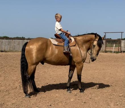 HorseID: 2249907 Pep’s lucky Buck - PhotoID: 1081215