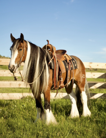 HorseID: 2249911 Bob Marley - PhotoID: 1089897