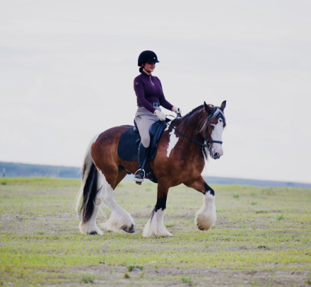 HorseID: 2249911 Bob Marley - PhotoID: 1089898