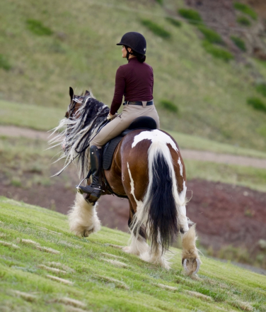 HorseID: 2249911 Bob Marley - PhotoID: 1089899