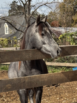 HorseID: 2251935 Hickory - PhotoID: 1101348