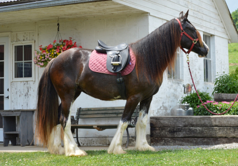 HorseID: 2251970 CHESTNUT OAK'S DUNNETT - PhotoID: 1101614
