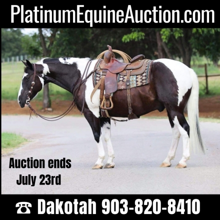 Tonto Dh, Black AQHA Quarter Horse Gelding, Fancy Paint Ranch Trail ...