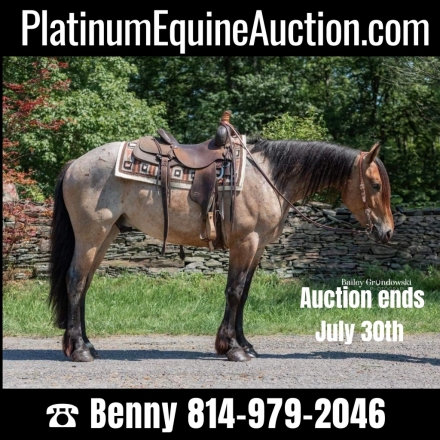 Mccoy Bh, Bay Roan Draft Horse Cross Gelding, ONLINE AUCTION Ranch ...