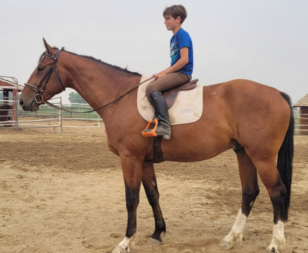 HorseID: 2253465 Undaunted courage - PhotoID: 1102808