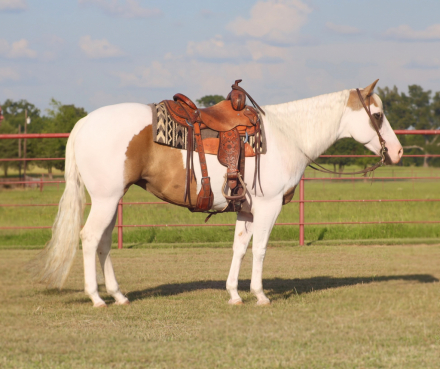 HorseID: 2253893 TIZ HOLLYWOOD LEO NA - PhotoID: 1045915
