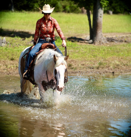 HorseID: 2253893 TIZ HOLLYWOOD LEO NA - PhotoID: 1045916