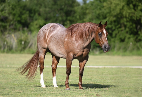 HorseID: 2253894 Captain - PhotoID: 1042230