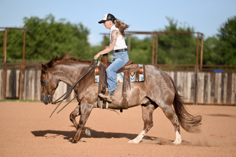 HorseID: 2253894 Captain - PhotoID: 1042231