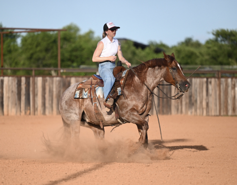 HorseID: 2253894 Captain - PhotoID: 1042232