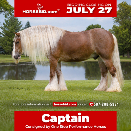 HorseID: 2253894 Captain - PhotoID: 1042229