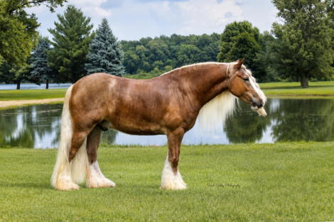 HorseID: 2253894 Captain - PhotoID: 1042230