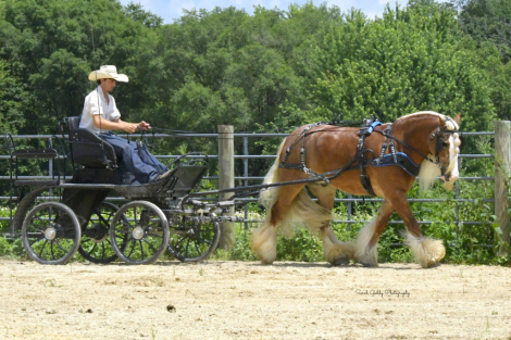 HorseID: 2253894 Captain - PhotoID: 1042231