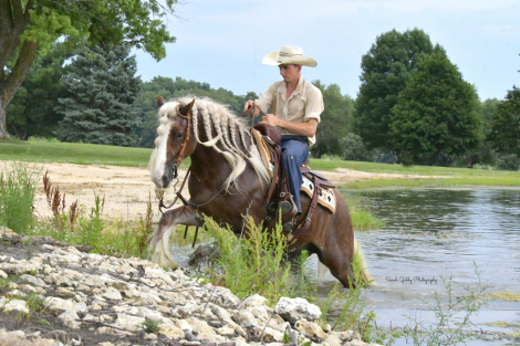 HorseID: 2253894 Captain - PhotoID: 1042232