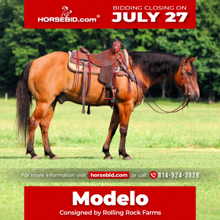 HorseID: 2253895 Modelo - PhotoID: 1028754