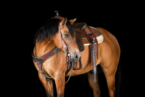 HorseID: 2253895 Modelo - PhotoID: 1045912
