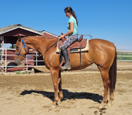 HorseID: 2260643 His Unchained Melody - PhotoID: 1102172