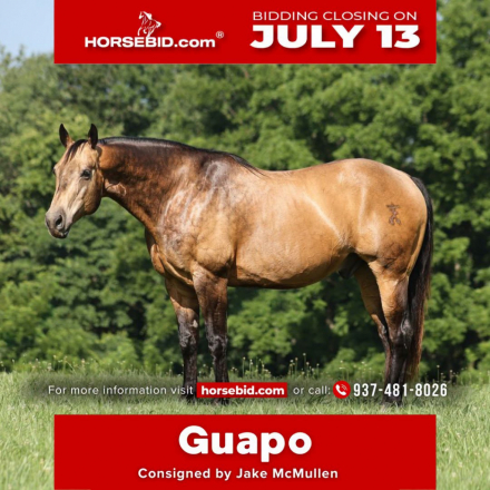 HorseID: 2260688 CS Smooth Voo Doo - PhotoID: 1042241