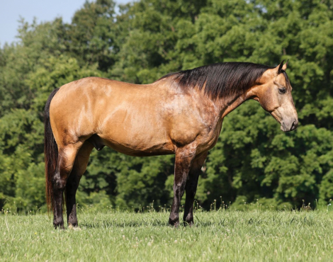 HorseID: 2260688 CS Smooth Voo Doo - PhotoID: 1042242