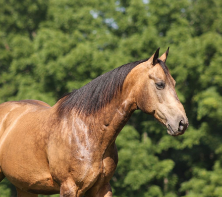 HorseID: 2260688 CS Smooth Voo Doo - PhotoID: 1042243