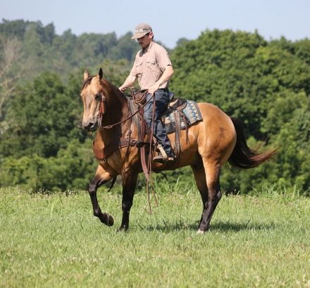 HorseID: 2260688 CS Smooth Voo Doo - PhotoID: 1042244
