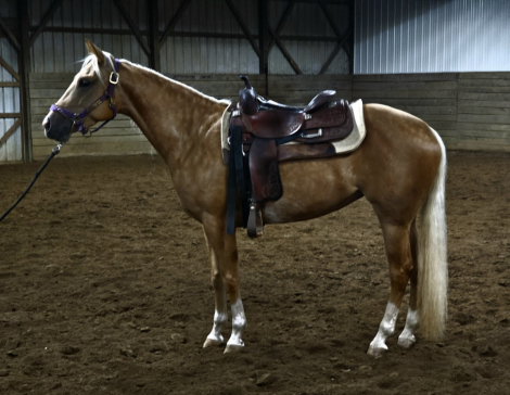 HorseID: 2261283 SV driftwood dun it - PhotoID: 1080723