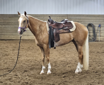 HorseID: 2261283 SV driftwood dun it - PhotoID: 1080724