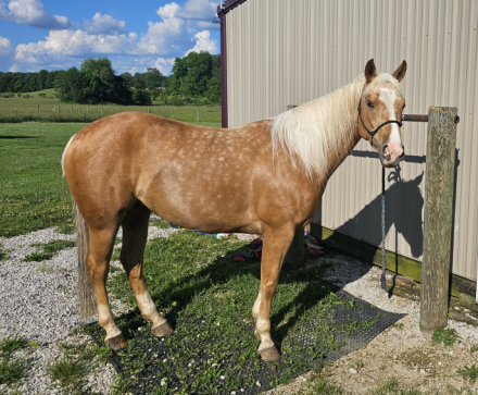 HorseID: 2261283 SV driftwood dun it - PhotoID: 1080725