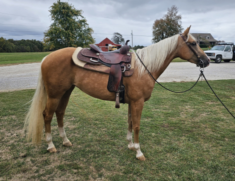 HorseID: 2261283 SV driftwood dun it - PhotoID: 1080726