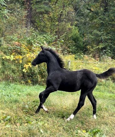 HorseID: 2261327 Klair de Lune - PhotoID: 1094480