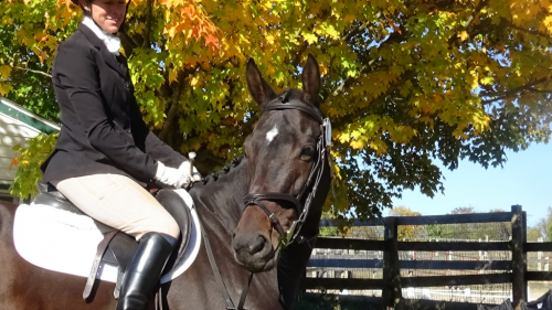 HorseID: 2261960 Etelka - PhotoID: 1077993