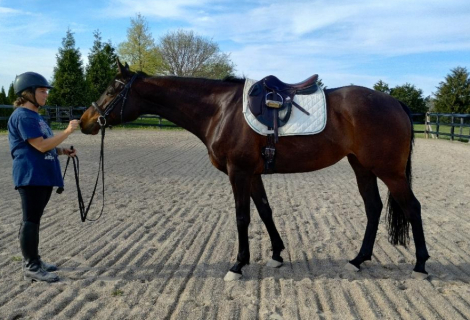 HorseID: 2261960 Etelka - PhotoID: 1077994