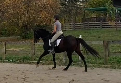 HorseID: 2261960 Etelka - PhotoID: 1077995