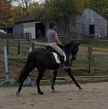 HorseID: 2261960 Etelka - PhotoID: 1079164