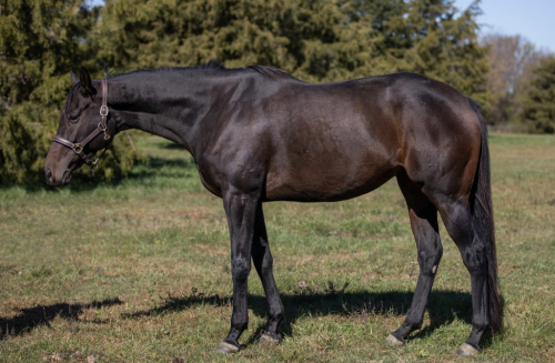 HorseID: 2261960 Etelka - PhotoID: 1079336